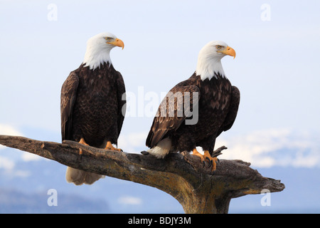 two Bald eagles - sitting on branch / Haliaeetus leucocephalus Stock Photo