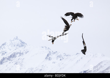 Bald Eagle (Haliaeetus leucocephalus). Four adults fighting over prey in flight Stock Photo