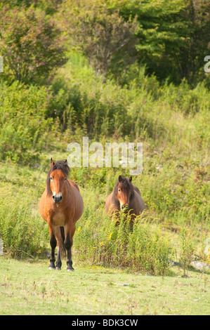 wild ponies at Grayson Highlands State Park in Virginia, USA Stock Photo