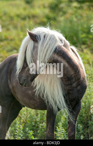 wild pony at Grayson Highlands State Park in Virginia, USA with very long white mane Stock Photo