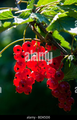 Redcurrants waiting to be picked in Mommila Finland Stock Photo