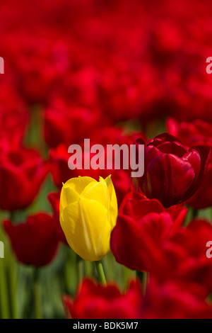 Tulip fields in a field near Spalding Stock Photo