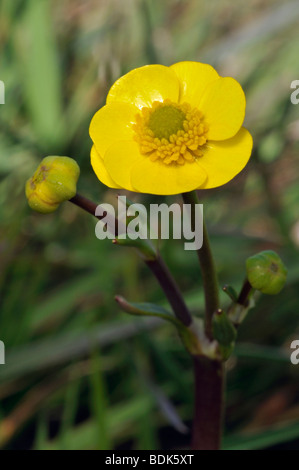Lesser Spearwort - Ranunculus flammula Stock Photo