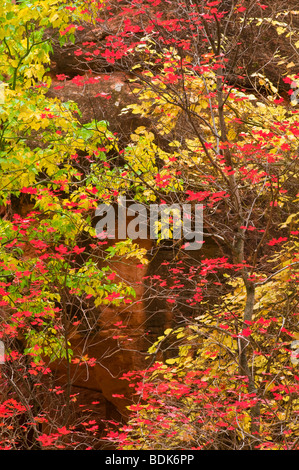 Fall Bigtooth maple and cottonwood in Zion Canyon, Zion National Park, Utah Stock Photo