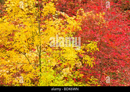 Fall Bigtooth maple and cottonwood in Zion Canyon, Zion National Park, Utah Stock Photo