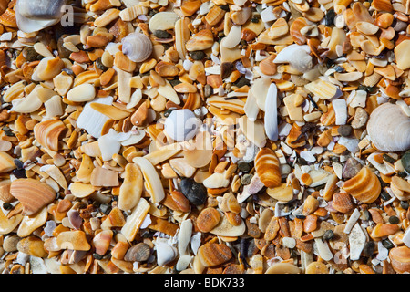 Shells on a beach on Waiheke Island (New Zealand) Stock Photo