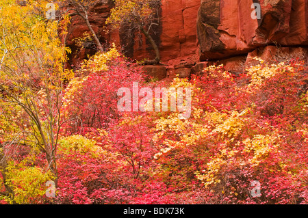 Fall Bigtooth maple and cottonwood in Zion Canyon, Zion National Park, Utah Stock Photo