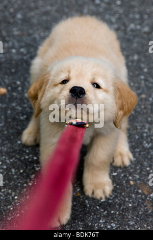 Seven week old Golden Retriever puppy does not like his new leash. Stock Photo