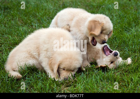 Seven week old Golden Retriever puppies wrestling in the grass. Stock Photo