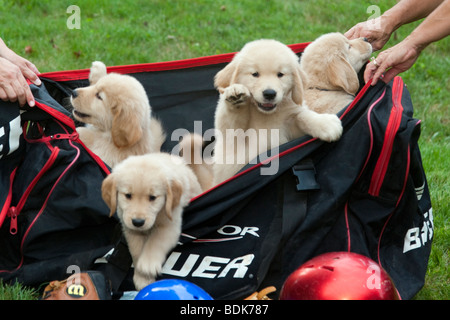 Seven week old Golden Retriever puppies with baseball bats, hats, gloves, and balls. Stock Photo