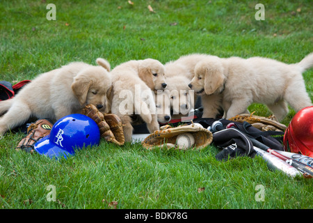 Seven week old Golden Retriever puppies with baseball bats, hats, gloves, and balls. Stock Photo
