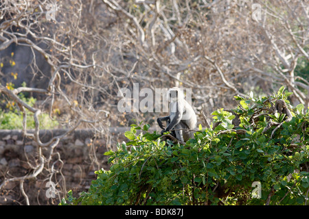 Hanuman langur monkey (Presbytis entellus) at Ranthambhore. Stock Photo