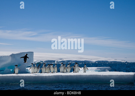 Adelie penguin stopped in mid air as it jumps out of water on to floating iceberg to join flock near Paulette Island Antarctica Stock Photo
