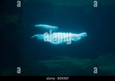 Beluga whales, Vancouver Aquarium, Vancouver, British Columbia, Canada. Stock Photo