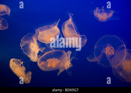 Moon Jelly, Vancouver Aquarium, Vancouver, British Columbia, Canada. Stock Photo
