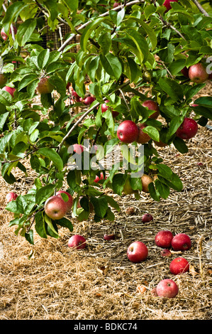 Ripe red apples on a hanging tree branch, with windfall apples on ground beneath, late summer UK Stock Photo