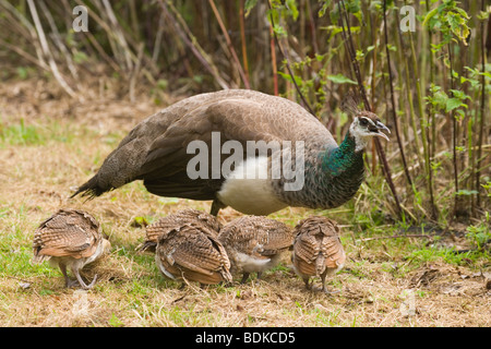 Common, Indian or Blue Peafowl (Pavo cristata). Peahen mother accompanying month old fledgling chicks. Stock Photo