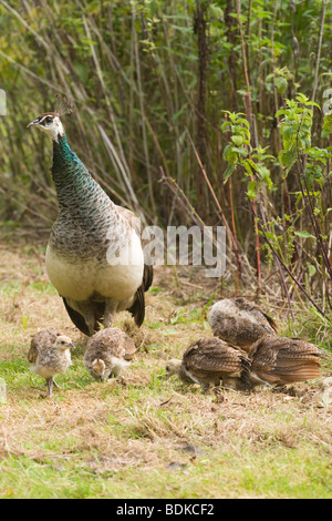 Common, Indian or Blue Peafowl (Pavo cristata). Peahen, or female, and five, month chicks. Stock Photo