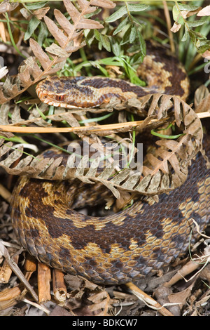 Adder (Vipera berus). Female emerging from cover. Cryptic colouring and markings help to camouflage this, the only venomous snake in UK. Stock Photo