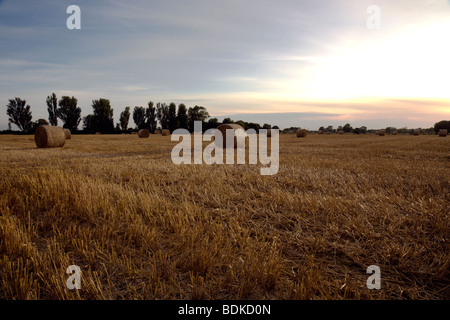 Sunset over bales of straw in stubble field near Easingwold, North Yorkshire. Trees are silhouetted in the background. Stock Photo