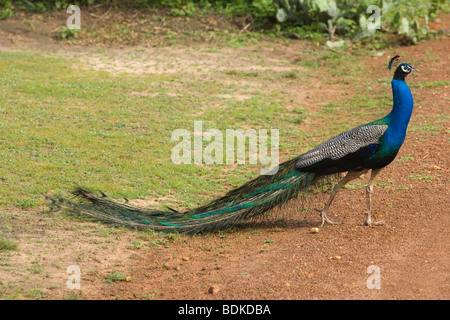 Common, Blue or Indian Peafowl (Pavo cristata). Adult male or Peacock. Walking in Wasgomuwa National Park, Sri Lanka. Stock Photo