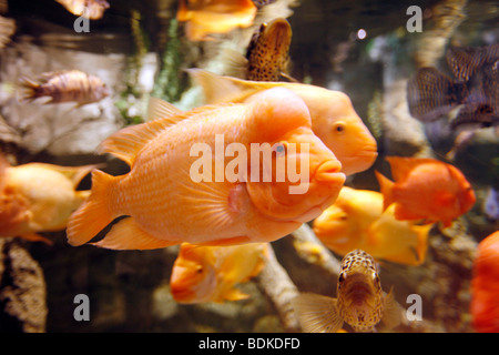 Dubai Aquarium and underwater Zoo, part of Dubai Mall in Downtown Dubai, new part of the city, Dubai, United Arab Emirates. Stock Photo