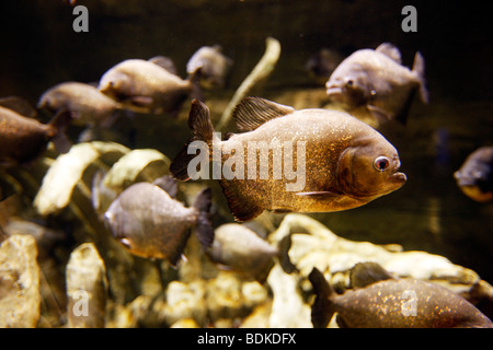 Dubai Aquarium and underwater Zoo, part of Dubai Mall in Downtown Dubai, new part of the city, Dubai, United Arab Emirates. Stock Photo