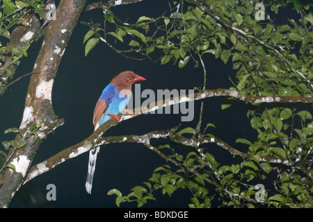 Sri Lanka Blue Magpie (Urocissa ornata). Endangered. Endemic. Sri Lanka. Crow family. Corvid. Primary rainforest, wet zone. Stock Photo