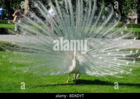 Famous White Peacocks of Isola Bella-Palazzo and Gardens in Lake Maggiore in Northern Italy Stock Photo