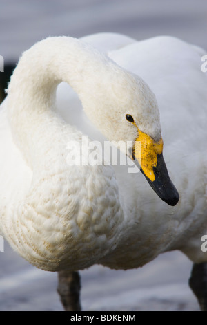 Adult Whooper Swan (Cygnus cygnus) standing on the edge of a lake Stock Photo