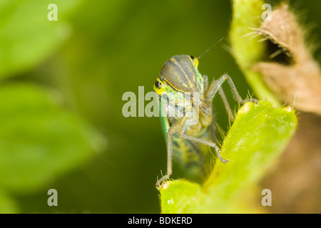 Green Leafhopper (Cicadella viridis) Stock Photo