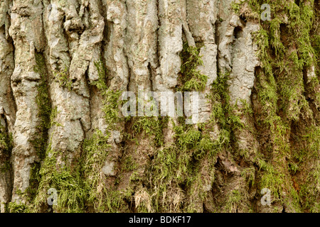 Moss growing on Oak tree (Quercus robur) bark Stock Photo