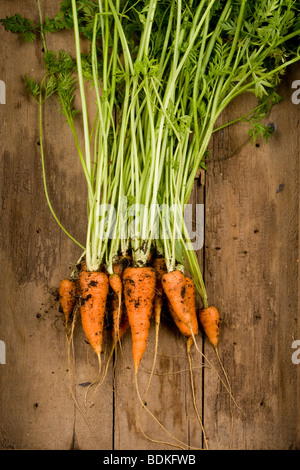 freshly picked danvers half long variety carrots Stock Photo