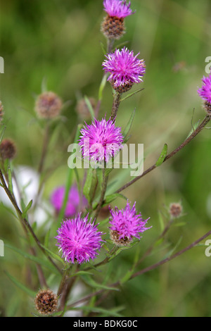 Black Knapweed, Centaurea nigra, Asteraceae Stock Photo