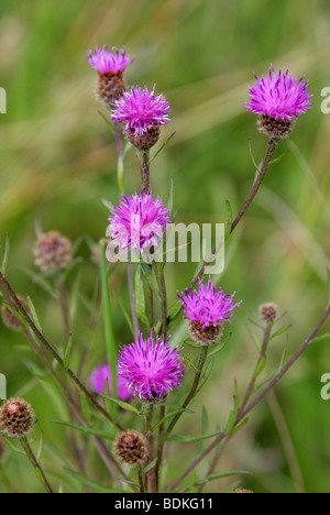 Black Knapweed, Centaurea nigra, Asteraceae Stock Photo