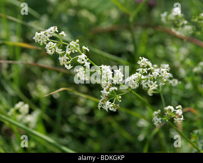Hedge Bedstraw, Upright Bedstraw, Upright Hedge Bedstraw or White Bedstraw, Galium album Rubiaceae Stock Photo