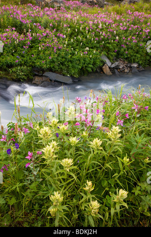 Wildflowers along a stream on Mt. Marathon, Seward, Alaska. Stock Photo