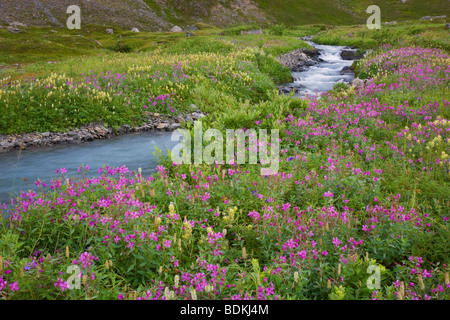 Wildflowers along a stream on Mt. Marathon, Seward, Alaska. Stock Photo