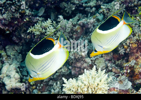 Saddled butterflyfish, Chaetodon ephippium swimming on the reef, underwater Stock Photo