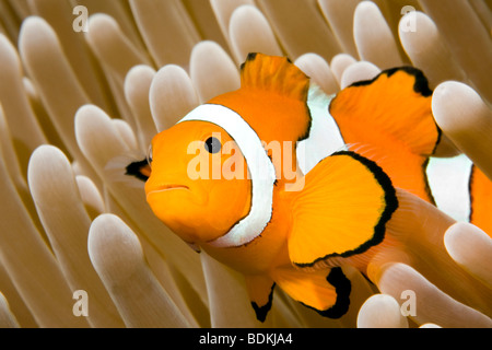 Clown Anemonefish, Amphiprion percula, living in a giant sea anemone, Heteractis magnifica. Stock Photo