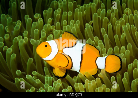 Clown Anemonefish, Amphiprion percula, living in a giant sea anemone, Heteractis magnifica. Stock Photo