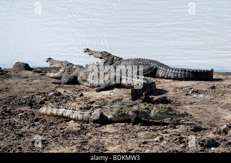 Mugger or Marsh crocodile (Crocodylus palustris ) 1 walking on banks of lake in Yala Sri Lanka Stock Photo