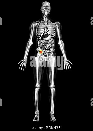 human anatomical illustration of an adult man showing the lungs, and digestive system with the appendix highlighted Stock Photo