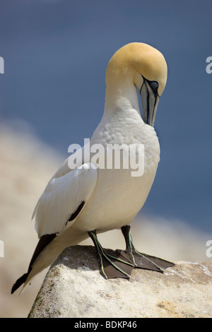 gannet; Morus bassanus; preening Stock Photo