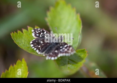 grizzled skipper; Pyrgus malvae; butterfly Stock Photo