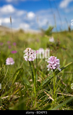 heath spotted orchid; Dactylorhiza maculata; Stock Photo