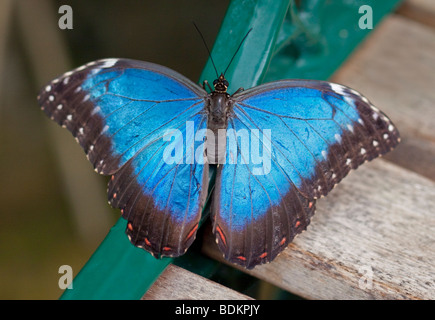 Blue Morpho Butterfly (peleides blue morpho) Stock Photo