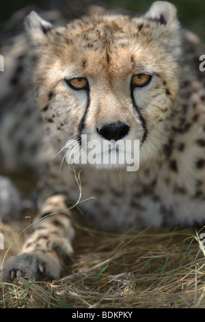 Captive female Cheetah (Acinonyx jubatus) on a game ranch in Otjiwarongo, Namibia Stock Photo