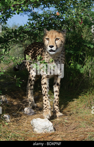 Captive female Cheetah (Acinonyx jubatus) on a game ranch in Otjiwarongo, Namibia Stock Photo