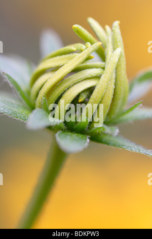 Coneflower - Rudbeckia Fulgida var. deamii opening buds , England , UK Stock Photo